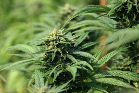 Propaganja Seeds - Kookie G-moji